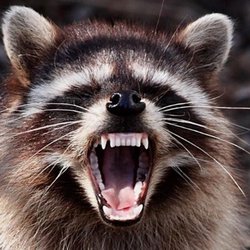 Absolute Critter Removal