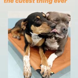 mobile dog grooming brooklyn