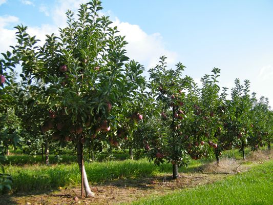 Marker-Miller Orchards by null