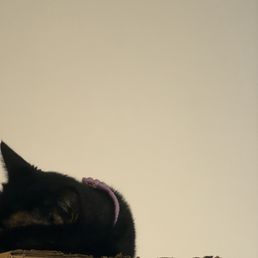 one of the cats sleeping. one of the cats sleeping.