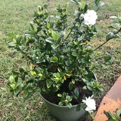 Liner Patch - I am so pleased with the quality of their plants! They are also very nice and could answer all my questions! I can't wait to go back!