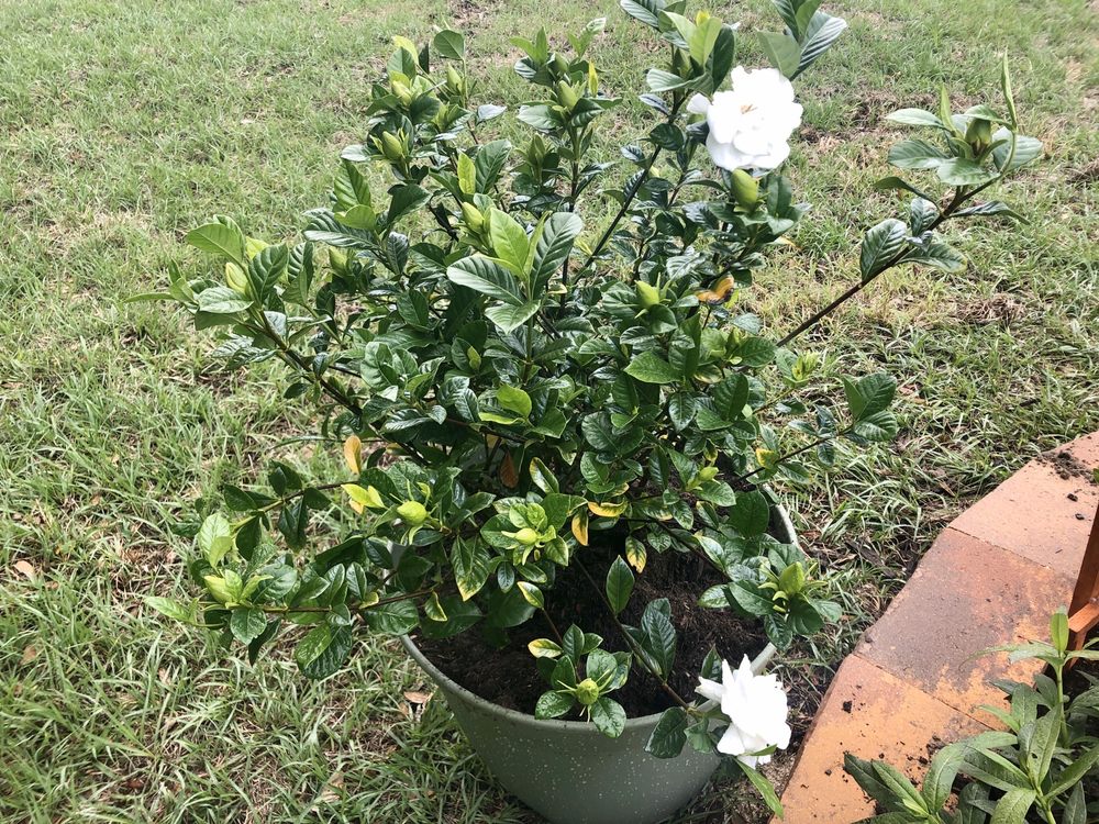 LINER PATCH Updated August 2024 4420 Plymouth Sorrento Rd, Apopka