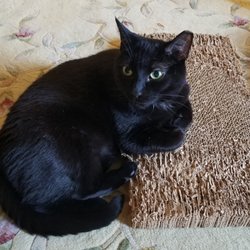 Clifford House Bed & Breakfast - Connie, new her since June 2022!