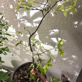 Wigert's Bonsai - Nurseries & Gardening Near Me - North Fort Myers, Florida Wigert's Bonsai - Nurseries & Gardening Near Me - North Fort Myers, Florida