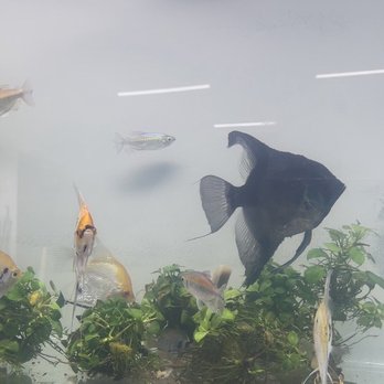 Ck Fish World - Angel fish and more - Local Fish Stores Near Me - West Covina, California