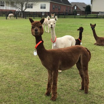 Herd it Here Farm - Attraction Farms Near Me - Cottageville, South Carolina