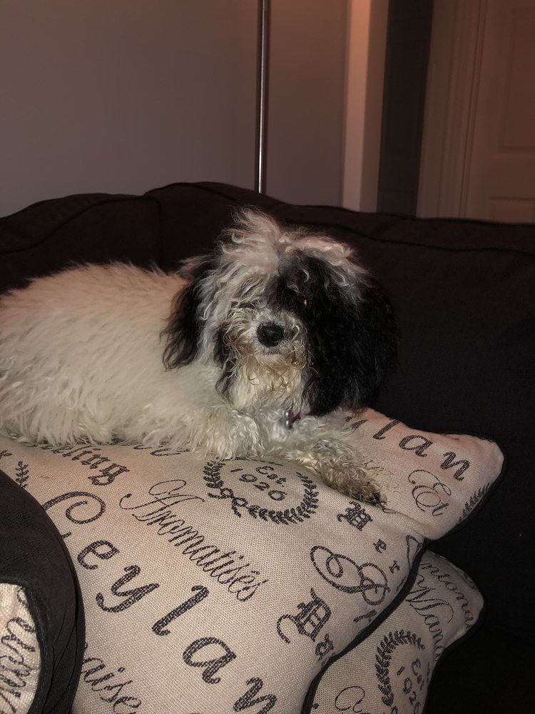 RIPTIDE GROOMING Updated August 2024 507 4th St, Saint Albans, West Virginia Pet Groomers