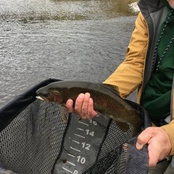 My first trout caught on a soft hackle while walking and wading an island.