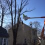 Photo of Cutters Tree Services