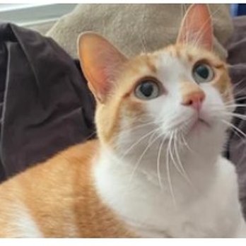 Three Shepherds Pet & House Sitting Services - Pet Sitting Near Me - Midland, Texas Three Shepherds Pet & House Sitting Services - Pet Sitting Near Me - Midland, Texas