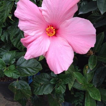 Forest Park City Park - Hibiscus - Parks Near Me - Forest Park, Georgia Forest Park City Park - Hibiscus - Parks Near Me - Forest Park, Georgia