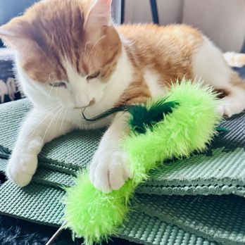 A Pet's Paradise - Awesome wands! - Pet Stores Near Me - Denver, Colorado
