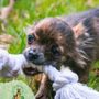 Photo of Pet Pawtrol Services