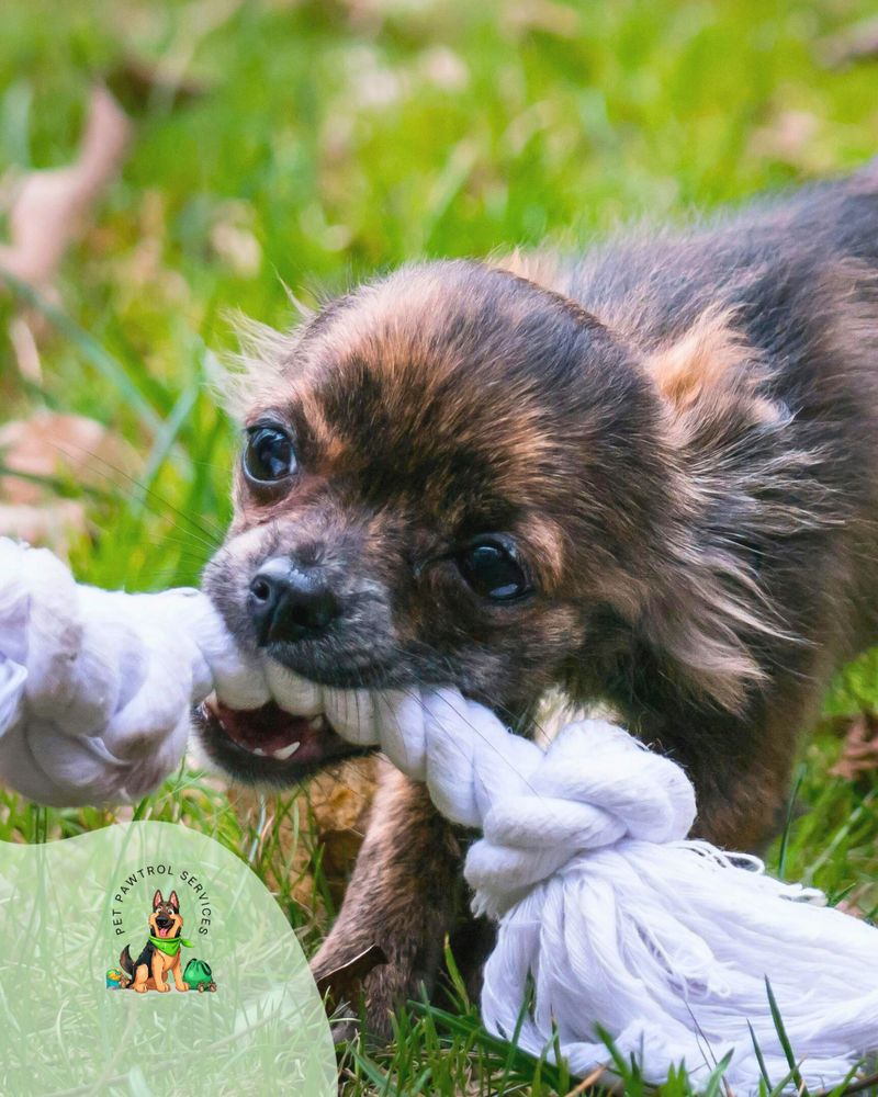 Pet Pawtrol Services Image