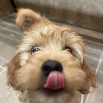 Perfect Pets - Puppy - Pet Breeders Near Me - Centennial, Colorado
