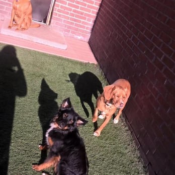 Planet Bark - Outdoor Small Dog Play Area - Pet Boarding Near Me - West Hartford, Connecticut Planet Bark - Outdoor Small Dog Play Area - Pet Boarding Near Me - West Hartford, Connecticut