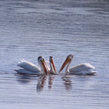 Henry's Lake State Park - American white pelicans - Parks Near Me - Island Park, Idaho