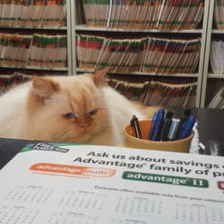 Stratford Animal Hospital - Princess is the hospital greeter.