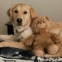 Windsor Oaks Veterinary Clinic