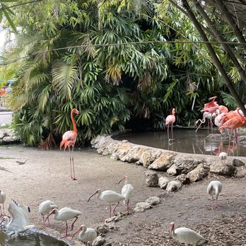 Flamingo Gardens - Botanical Gardens Near Me - Davie, Florida Flamingo Gardens - Botanical Gardens Near Me - Davie, Florida