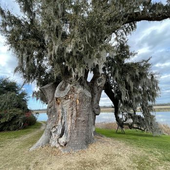 Middleton Place - Oldest oak and biggest I have ever seen. - Museums Near Me - Charleston, South Carolina Middleton Place - Oldest oak and biggest I have ever seen. - Museums Near Me - Charleston, South Carolina