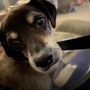Photo of Vought Veterinary Services