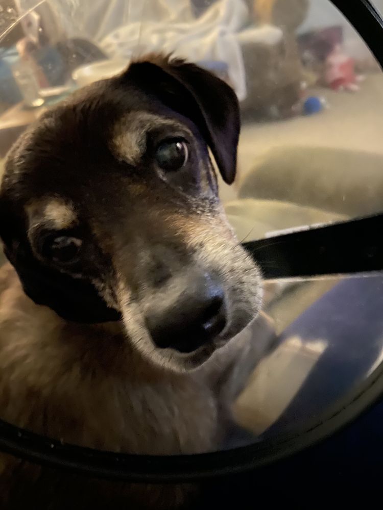 VOUGHT VETERINARY SERVICES Updated August 2024 702 Coles Way, Derry, Pennsylvania