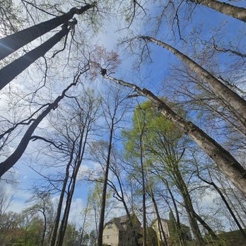 The Tree's Knees - Tree Services Near Me The Tree's Knees - Tree Services Near Me