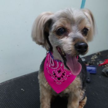 Linda's Poochie Parlor - Pet Groomers Near Me - Hermantown, Minnesota