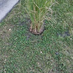 Wilson's Landscaping & Lawn Service