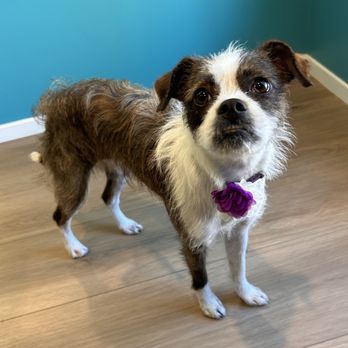 Terrific Tufts - Kept the scruff as requested but cleaned up the toes, and beard! - Pet Groomers Near Me - Tustin, California Terrific Tufts - Kept the scruff as requested but cleaned up the toes, and beard! - Pet Groomers Near Me - Tustin, California