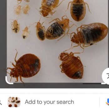 Elite Pest Management - Bed Bug life cycles - Pest Control Near Me - Amelia, Ohio Elite Pest Management - Bed Bug life cycles - Pest Control Near Me - Amelia, Ohio
