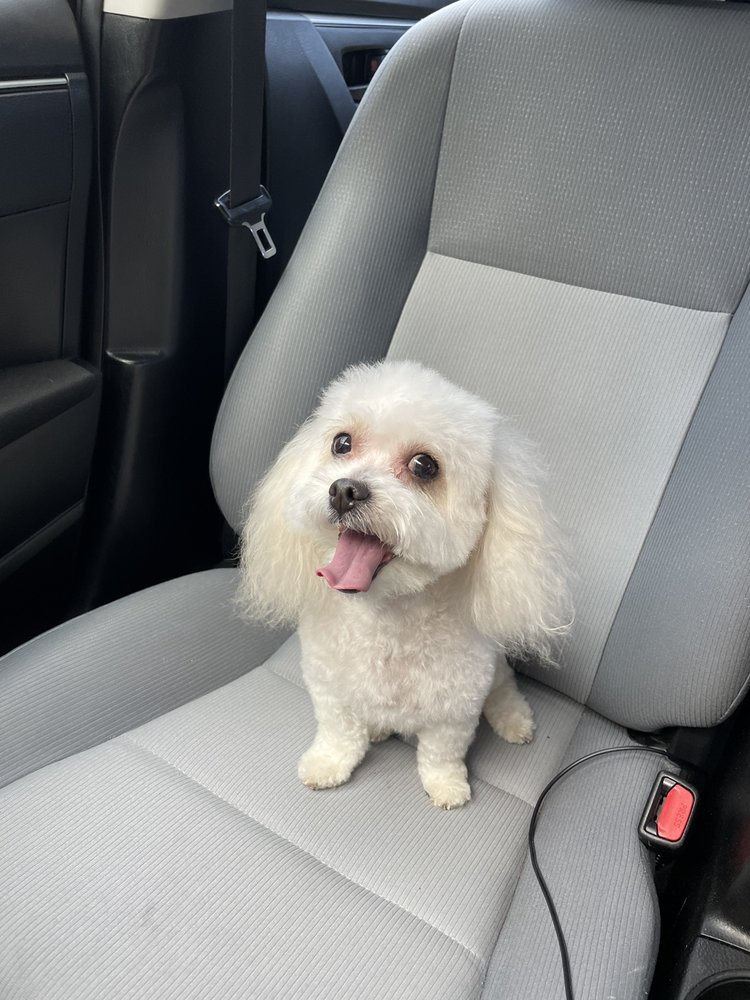 Hollywood Feed Flower Mound Grooming Best Flower Site