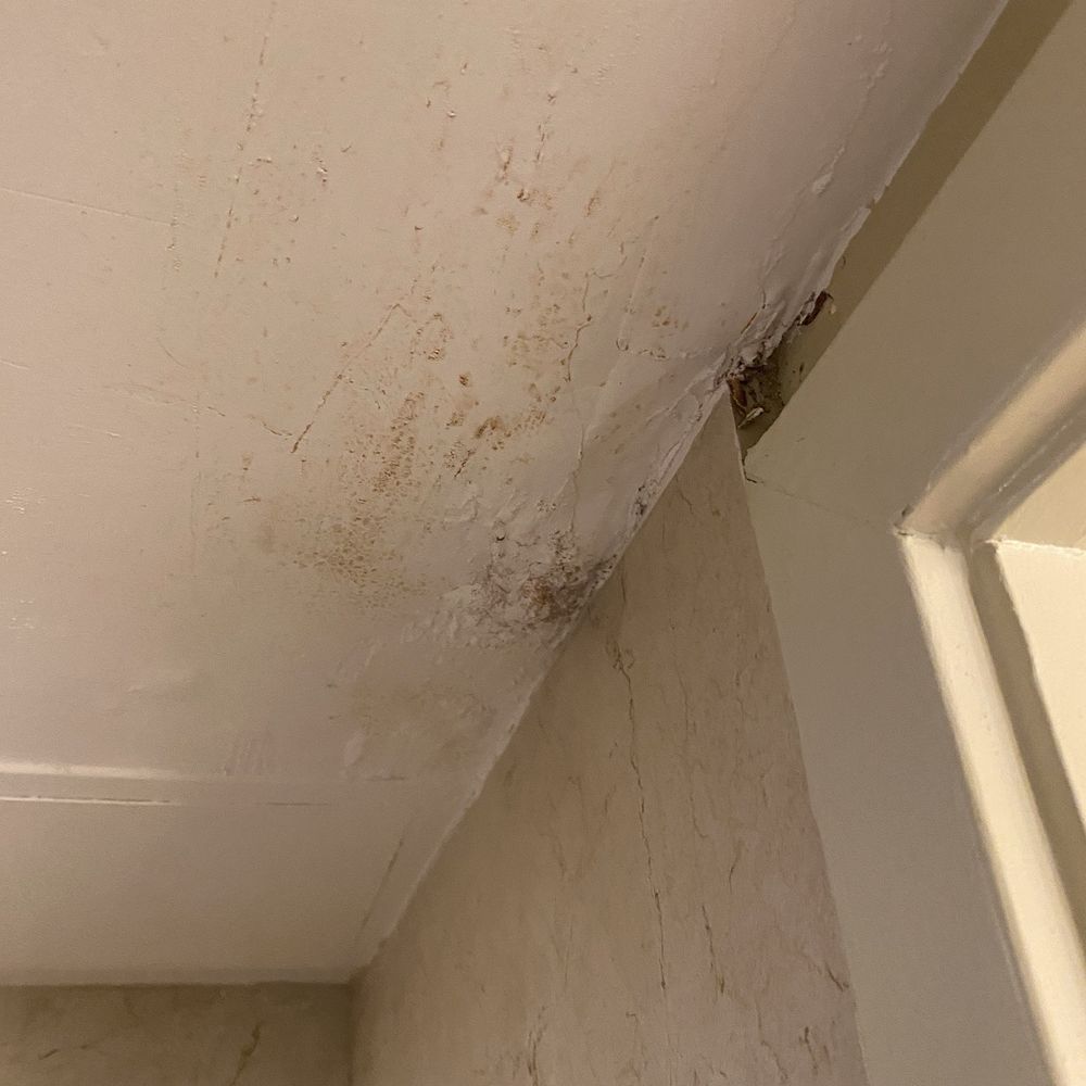 Mold over the shower Mold over the shower