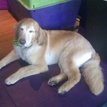Healthy Pet Haven - Bruce, just chill'n while he waits for his mommy to pick him up. - Pet Groomers Near Me - Dillon, Colorado