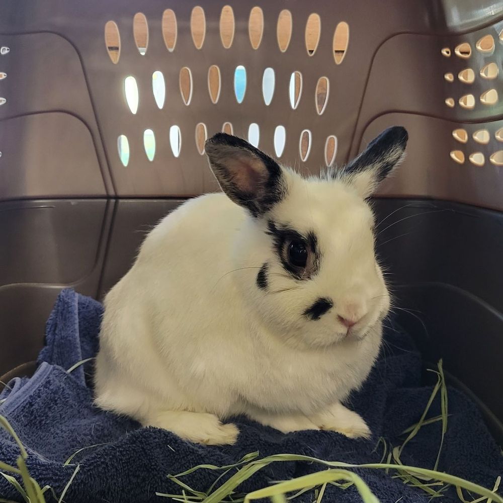 VEG ER for Pets - Emergency Pet Hospital Near Me - Encinitas, California