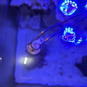 Whitlyn Aquatics - Dead coral - Aquarium Services Near Me - Evansville, Indiana Whitlyn Aquatics - Dead coral - Aquarium Services Near Me - Evansville, Indiana