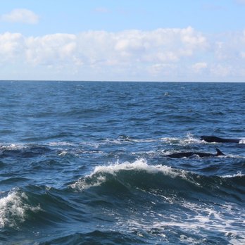 7 Seas Whale Watch - Whale Watching Tours Near Me - Gloucester, Massachusetts