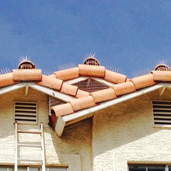 A Reliable Pest Control - Let Reliable protect you from pigeons. - Pest Control Near Me - Las Vegas, Nevada A Reliable Pest Control - Let Reliable protect you from pigeons. - Pest Control Near Me - Las Vegas, Nevada
