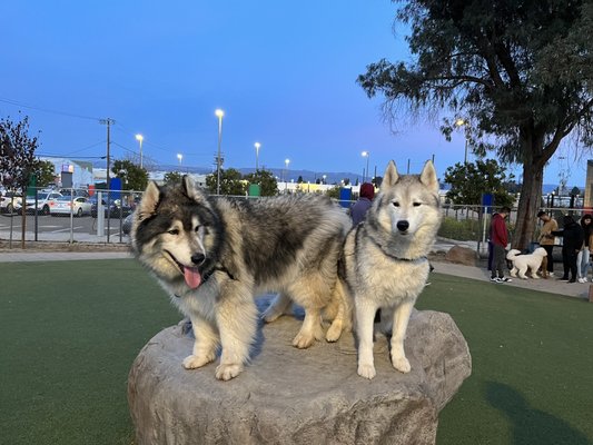 Reed Street Dog Park by null