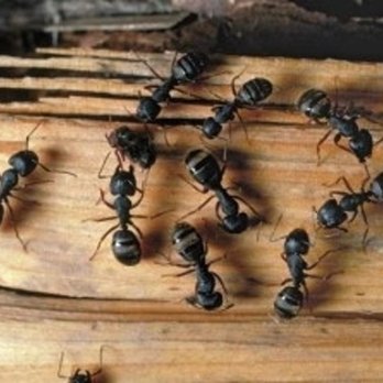 Paramount Pest Control - Photo - Pest Control Near Me - Nepean, Ontario