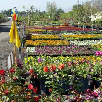 SoCal Nursery - Looks kind of small,  but this is just the entrance. Its a really big place,  and one of the  nicest nurseries I've seen. - Nurseries & Gardening Near Me - Riverside, California