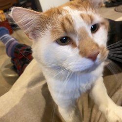 We Care Animal Hospital - Dex (Dexter)