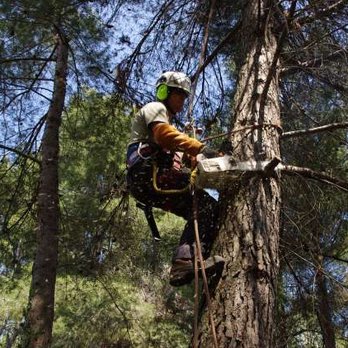 Gerald's Custom Tree Care - tree service - Tree Services Near Me Gerald's Custom Tree Care - tree service - Tree Services Near Me