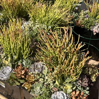 The Home Depot - Succulents - Hardware Stores Near Me - Rockwall, Texas