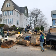 When to Schedule a Tree Removal Service - Sometimes we experience clear signs that a tree needs to be removed. In some cases, we need the advice and expertise of a professional arborist. Here are some not-so-obvious reasons that a tree needs to be removed from your property: When to Schedule a Tree Removal Service - Sometimes we experience clear signs that a tree needs to be removed. In some cases, we need the advice and expertise of a professional arborist. Here are some not-so-obvious reasons that a tree needs to be removed from your property: