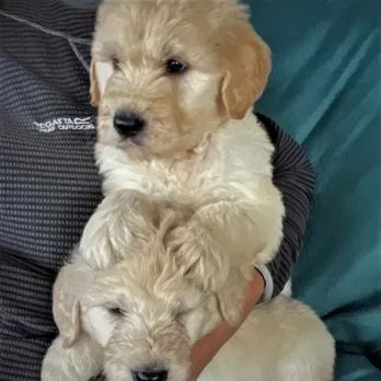 Goldendoodletown - Pet Breeders Near Me