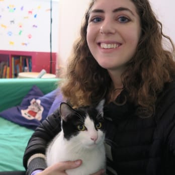 La Gatoteca - this little cat loved attention and cuddling! I hope that someone adopts him soon - Pet Adoption Near Me - Madrid, M