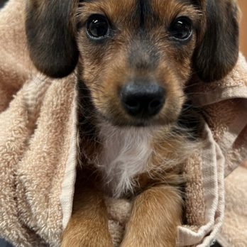 VEG ER for Pets - Emergency Pet Hospital Near Me - Washington, DC, District of Columbia