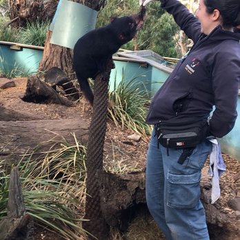 Bonarong Wildlife Sanctuary - Zoos Near Me - Brighton, TAS